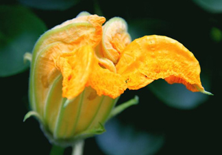 南瓜花怎么洗？南瓜花怎么處理