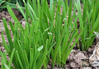 6月份能種韭菜嗎？ 6月份能種韭菜種子嗎？
