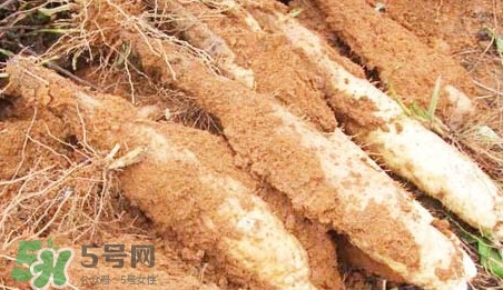淮山藥是鐵棍山藥嗎？淮山藥和鐵棍山藥的區別