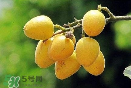 黃皮果品種有哪些？黃皮果哪個(gè)品種好吃