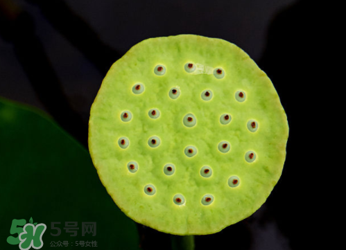 新鮮蓮蓬孕婦能吃嗎？孕婦可以吃新鮮蓮蓬嗎？