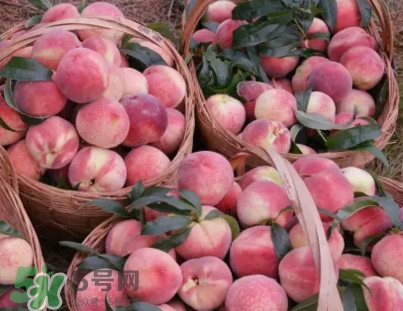 脆桃和軟桃哪個好吃？脆桃跟軟桃有什么區別？