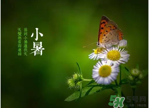 小暑種什么菜？小暑為什么要種牽?；?？