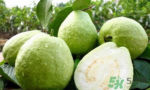 番石榴皮可以吃嗎？番石榴皮的功效與作用