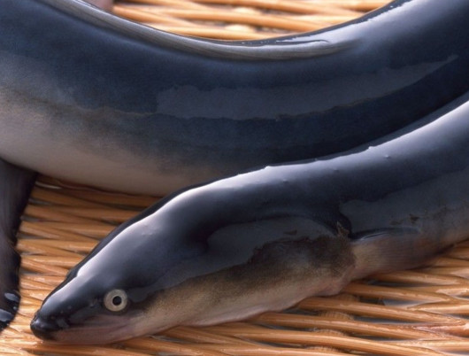 鰻魚是帶魚嗎？鰻魚和帶魚有什么區(qū)別