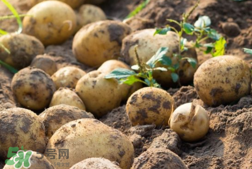 7月份能種土豆嗎？土豆7月怎樣種植？