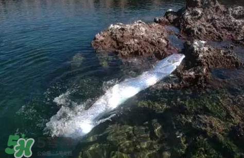 皇帶魚吃什么？皇帶魚吃人嗎？