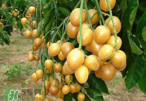 黃皮果什么品種最好吃？黃皮果吃多了會(huì)怎樣