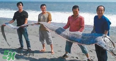 皇帶魚多少錢一斤？皇帶魚的價格