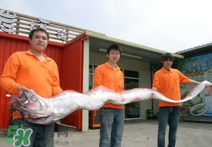 皇帶魚好吃嗎？皇帶魚和帶魚的區(qū)別