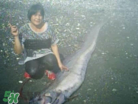 皇帶魚好吃嗎？皇帶魚和帶魚的區(qū)別
