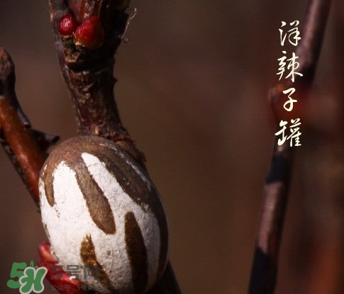 洋辣子罐怎么吃？洋辣子罐有什么營養(yǎng)價(jià)值
