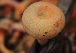 重陽菌可以種植嗎？重陽菌為什么不能人工種植？