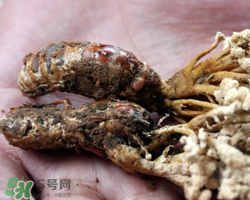 蟬花多少錢(qián)一斤 蟬花是怎么形成的