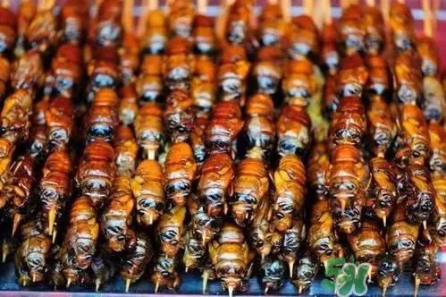 吃知了猴有什么好處？吃知了猴的好處與壞處