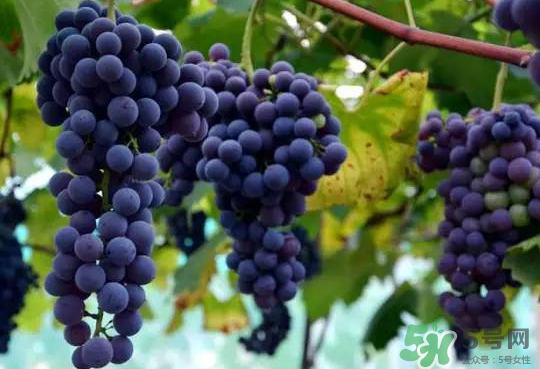夏黑葡萄為什么掉色？夏黑葡萄怎么會染色？