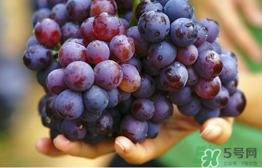 夏黑葡萄可以釀酒嗎？夏黑葡萄怎么自釀酒？