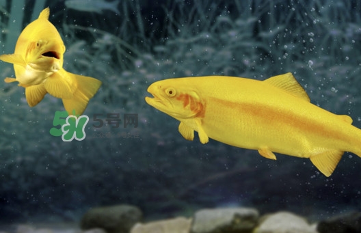 金鱒魚好吃嗎？金鱒魚怎樣做好吃