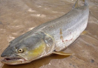 鳡魚怎么釣？鳡魚在魚缸里怎么養