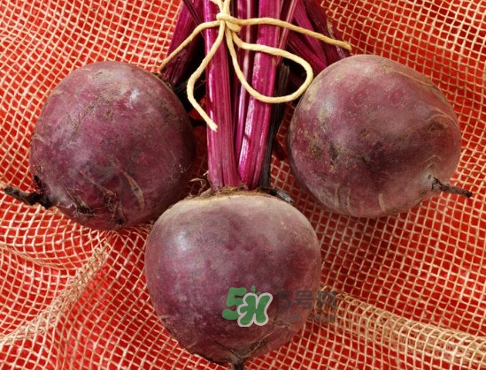 甜菜根是什么菜？甜菜根什么季節收獲