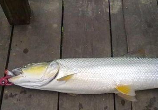 釣鳡魚用什么路亞竿好？路亞鳡魚用什么餌好