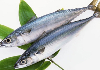 鳡魚吃什么？翹嘴魚和鳡魚有什么區別