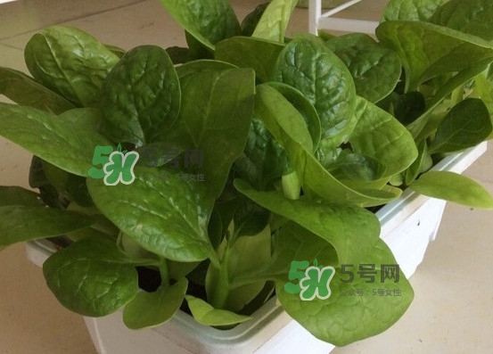 木耳菜怎么清洗？木耳菜怎么擇？