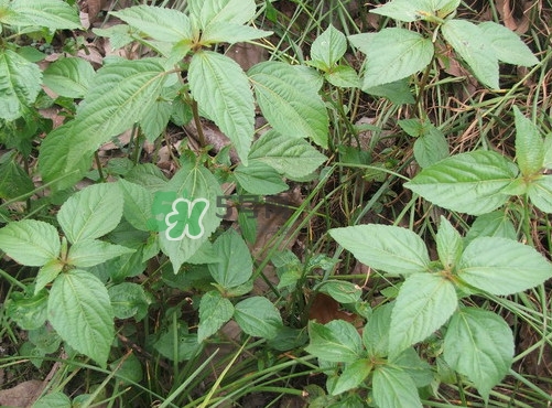 野莧菜孕婦能吃嗎？莧菜和野莧菜的區別