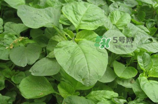 野莧菜孕婦能吃嗎？莧菜和野莧菜的區別