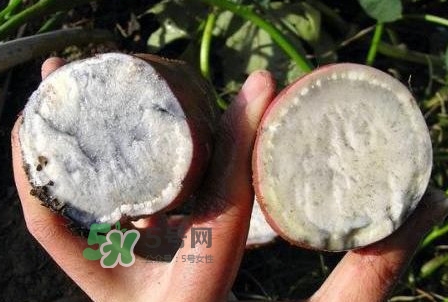 雜交水稻是不是轉基因？轉基因食品有哪些？