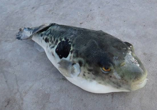 河豚魚怎么吃？河豚魚怎么去毒