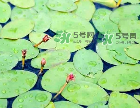 莼菜怎么讀？莼菜是哪里的特產