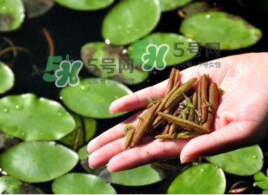 莼菜怎么讀？莼菜是哪里的特產