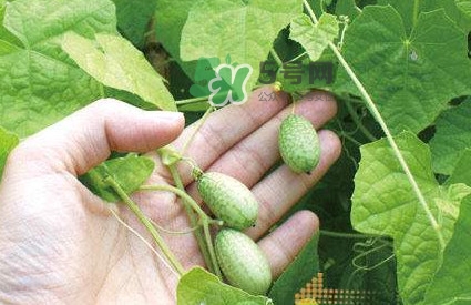 拇指西瓜什么時候上市？拇指西瓜什么時候成熟
