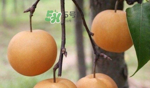 梨子是發物嗎？梨子是不是不能分著吃