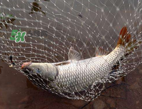 八月份釣魚用什么料好？八月份釣什么魚？