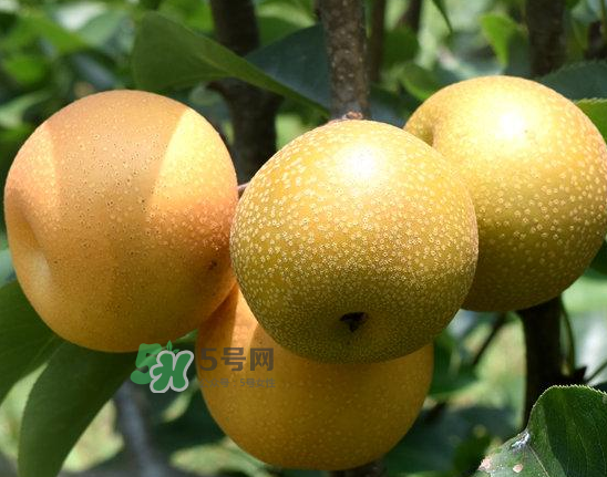 豐水梨和雪梨哪個好？豐水梨和雪梨的區(qū)別