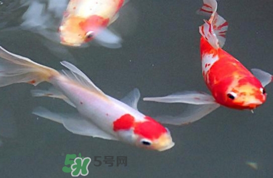 錦鯉多少錢一條？錦鯉怎么養不容易死