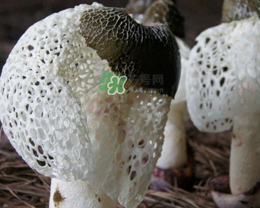 竹蓀有肥皂味正常嗎？竹蓀有酒味了還能吃嗎