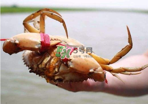 黃油蟹什么季節吃最好？黃油蟹產地