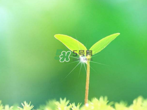 白露可以種什么菜？白露過后能種植什么蔬菜？