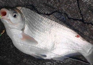 武昌魚怎么釣？釣武昌魚用什么餌料？