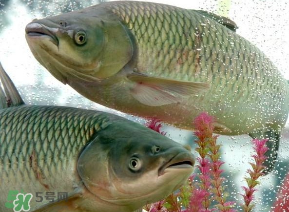 脆肉鯇吃什么的？脆肉鯇和皖魚有什么區別