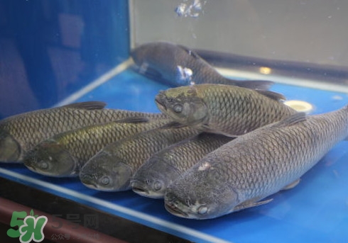 釣鯇魚用什么魚餌？鯇魚怎么做好吃