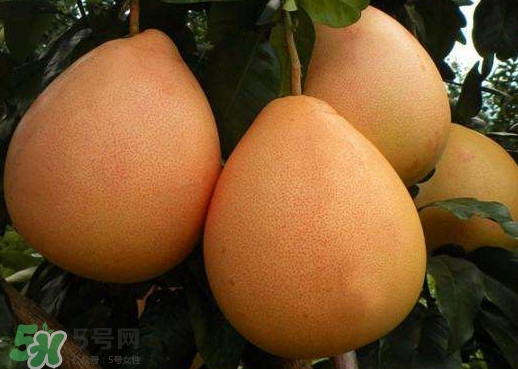 三紅蜜柚是哪里產的？三紅蜜柚什么時候上市？