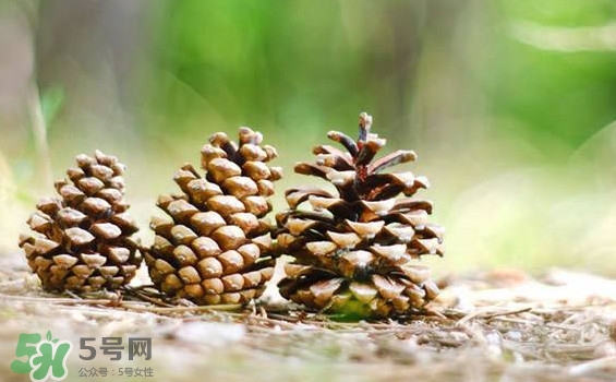 松子靠什么傳播種子的？松子是什么樹的果實