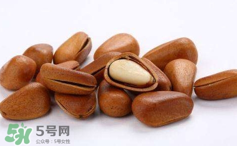 松子靠什么傳播種子的？松子是什么樹的果實