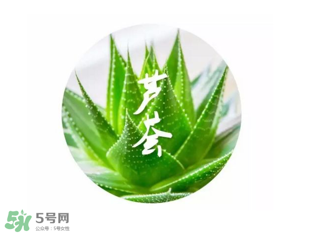 蘆薈膠的醫療作用有哪些？蘆薈膠的使用方法有哪些？