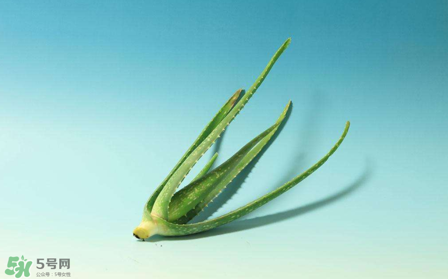 蘆薈膠的醫療作用有哪些？蘆薈膠的使用方法有哪些？