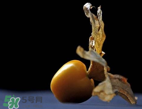 姑娘果可以泡水喝嗎？姑娘果怎么泡水喝？